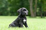 CANE CORSO 1222